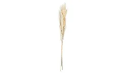ASA SELECTION Trockenblumen