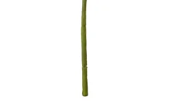 Beerenpick Zweig